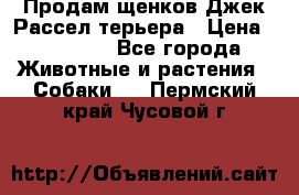 Продам щенков Джек Рассел терьера › Цена ­ 25 000 - Все города Животные и растения » Собаки   . Пермский край,Чусовой г.